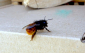 Wildbiene - gehörnte Mauerbiene